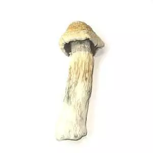 King Kong – Dried Mushroom