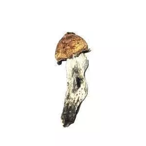 Penis Envy - Dried Mushroom 1