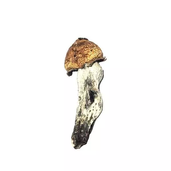 Penis Envy – Dried Mushroom