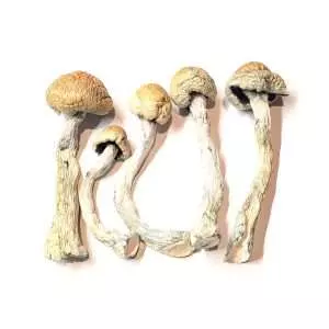 Alacabenzi – Dried Mushroom
