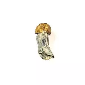 Gold Member - Dried Mushroom 1