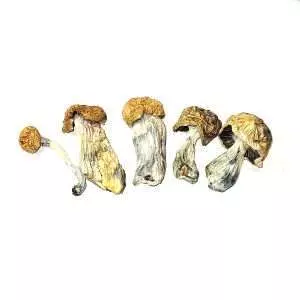 Gold Member - Dried Mushroom