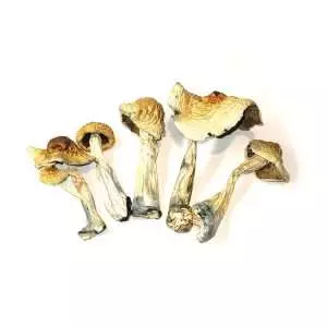Trans Envy - Dried Mushroom