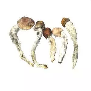 Blue Pulaski - Dried Mushroom