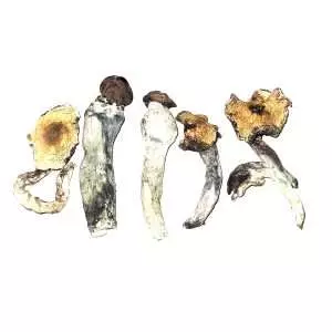 Lucid Gates – Dried Mushroom