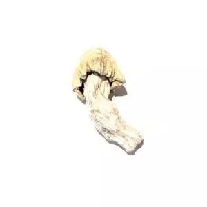 nutcracker mushroom