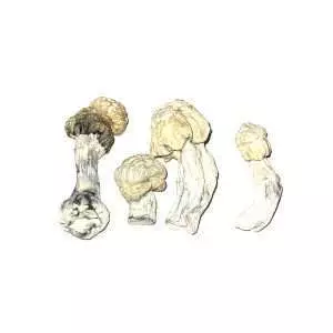 Nutcracker - Dried Mushroom