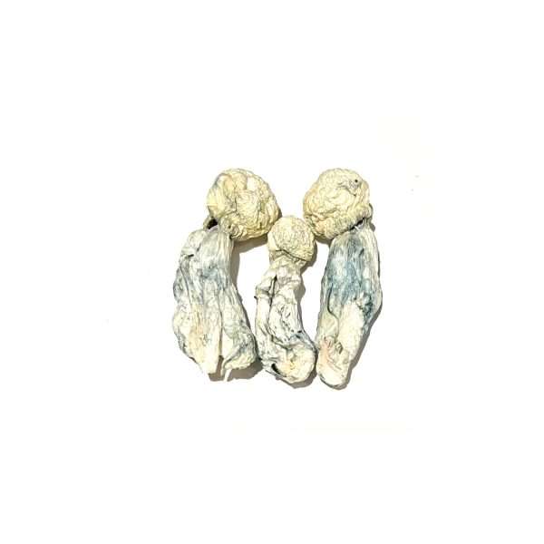 Andromeda – Dried Mushroom