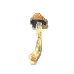 Code Blue - Dried Mushroom 1