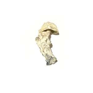 Storm Trooper - Dried Mushroom 1