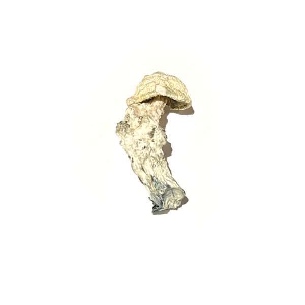 Storm Trooper – Dried Mushroom