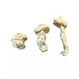 Storm Trooper - Dried Mushroom