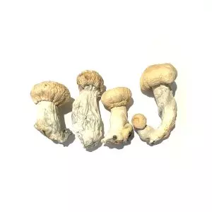 Soucoupe Volante (SV-10) - Dried Mushroom