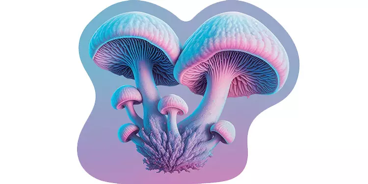 Buy Shrooms Online in Canada 6