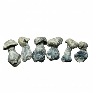 Alternative view of Jack Frost - Dried Mushroom