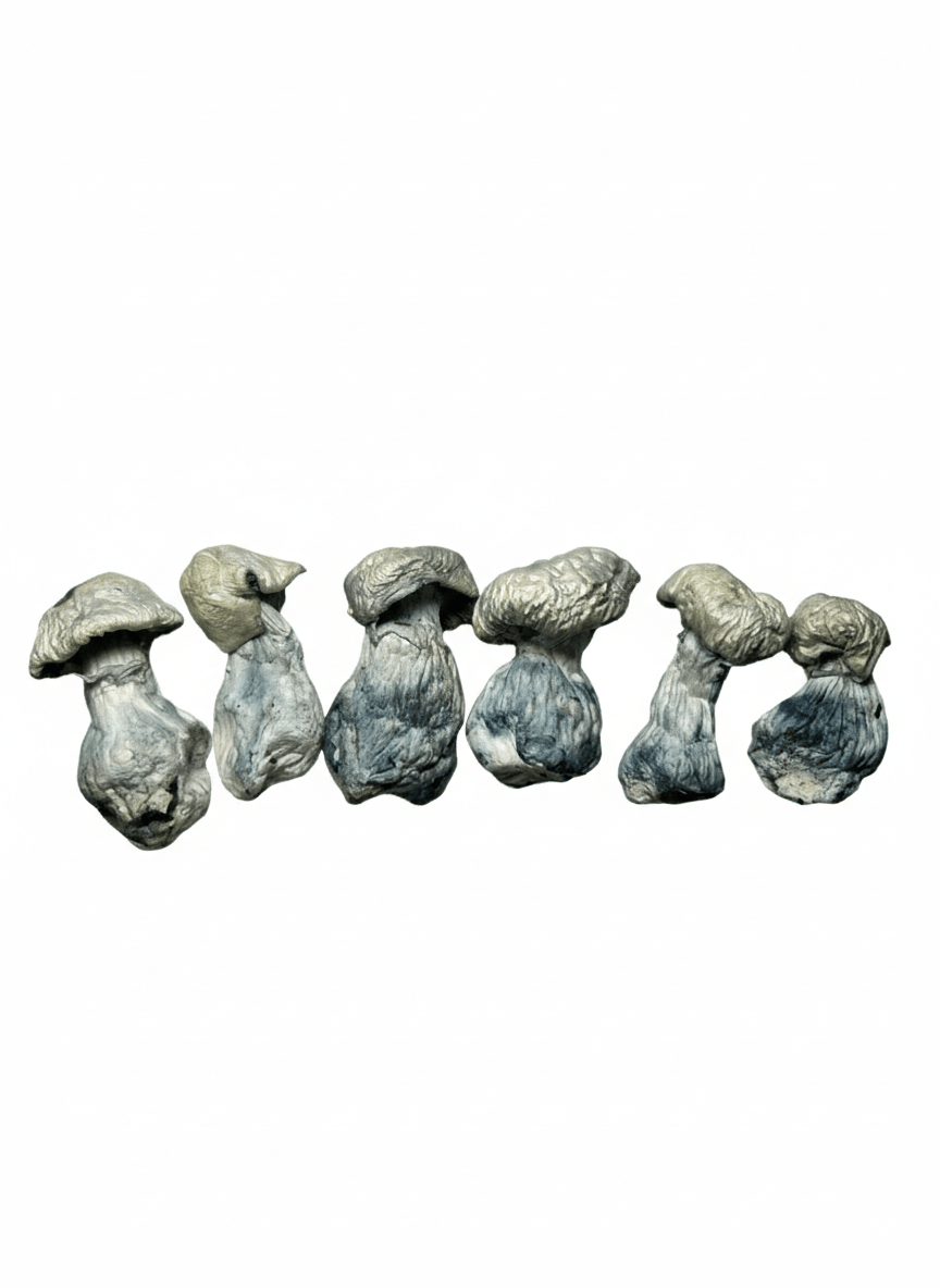 Jack Frost – Dried Mushroom Jack Frost – Dried Mushroom