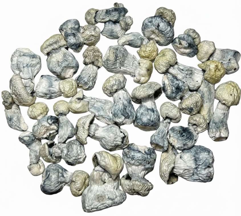 Jack Frost – Dried Mushroom Jack Frost – Dried Mushroom