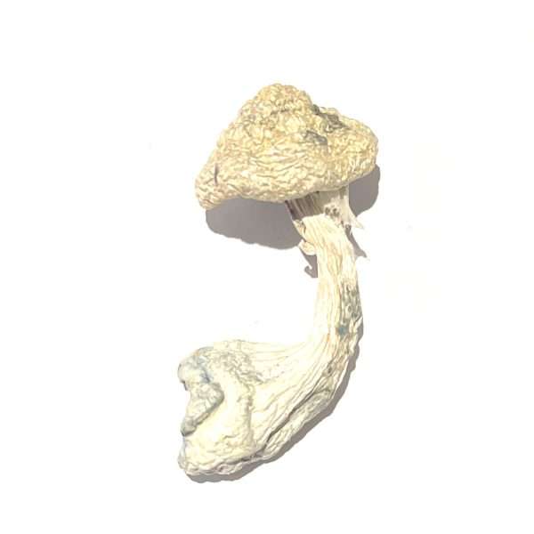 Jack Frost- Dried Mushroom