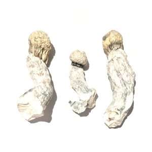 YETI Cubensis