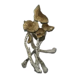 Golden Halo- Dried Mushroom
