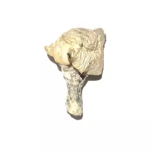 Albino Thai Lipa Yai (Iceberg) – Dried Mushroom