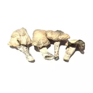 Albino Thai Lipa Yai (Iceberg) – Dried Mushroom