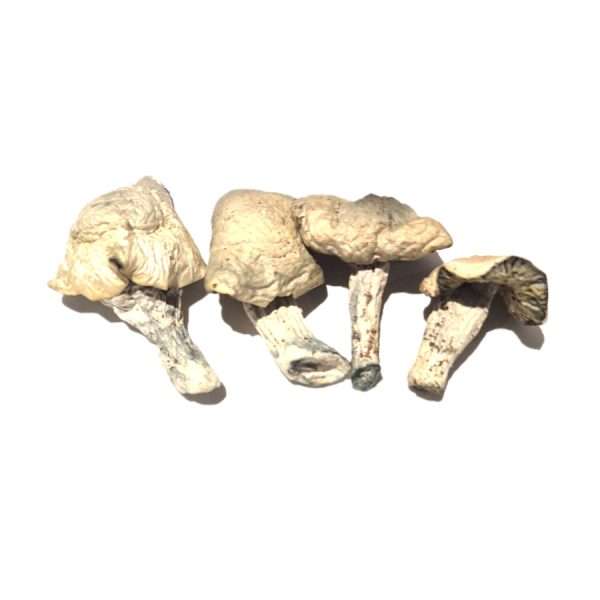 Albino Thai Lipa Yai (Iceberg) – Dried Mushroom