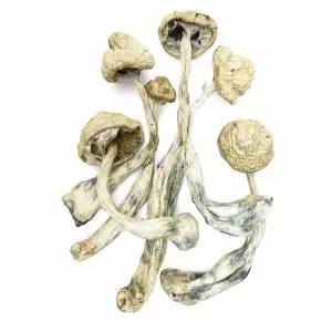 Snow White - Premium Mushroom