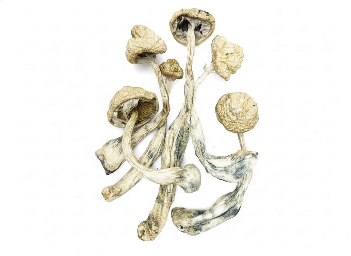 Snow White – Premium Mushroom Snow White – Premium Mushroom