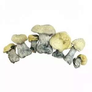 Pearly Gates - Premium Mushroom
