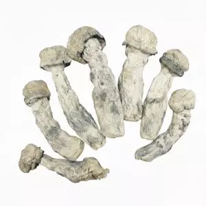 Albino Melmac - Premium Mushroom