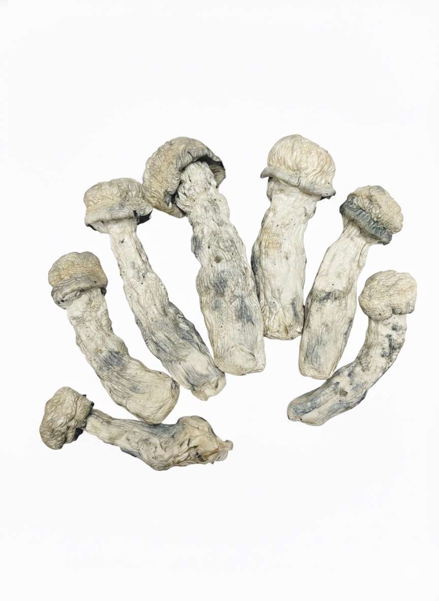 Albino Melmac – Premium Mushroom Albino Melmac – Premium Mushroom