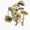 Albino Melmac – Premium Mushroom Albino Melmac – Premium Mushroom