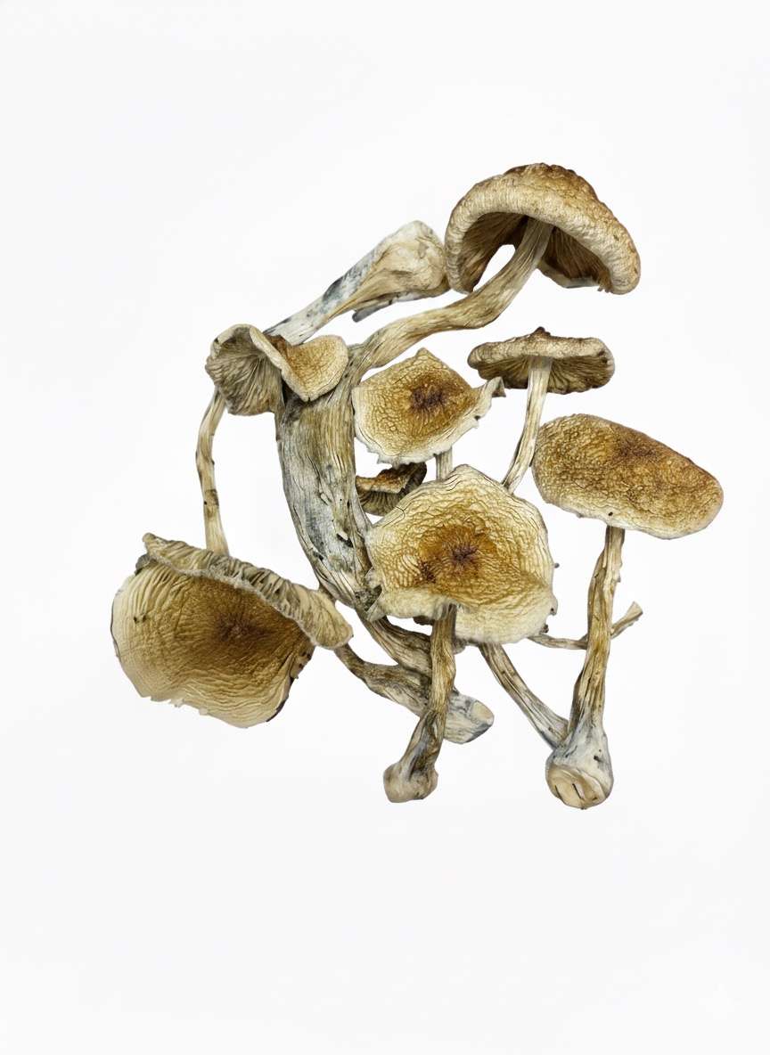 Full Moon Party – Premium Mushroom Full Moon Party – Premium Mushroom