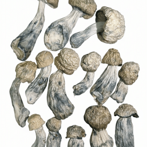 Blue Ghost - Premium Mushroom 2