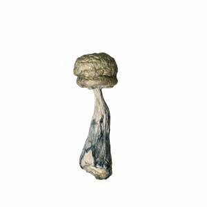 Blue Ghost - Premium Mushroom