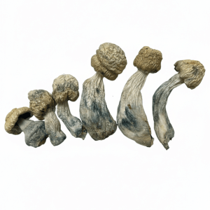 Blue Ghost - Premium Mushroom 1